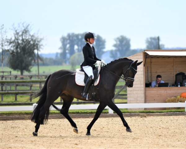 dressage horse Farello Jam (Westphalian, 2015, from Fürst Wilhelm)