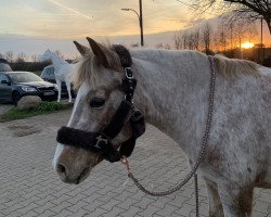 jumper Nikita 393 (German Warmblood, 2005)
