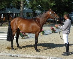 Deckhengst Quilvaro de Lyr (Selle Français, 2004, von Calvaro Z)