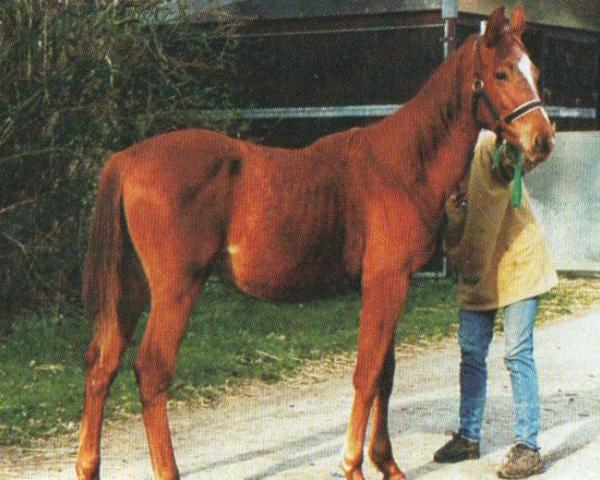 Horse Roxana 236 (Trakehner, 2001, from Benz)