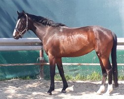 dressage horse Falina 37 (Hanoverian, 2015, from Fürstenhof)