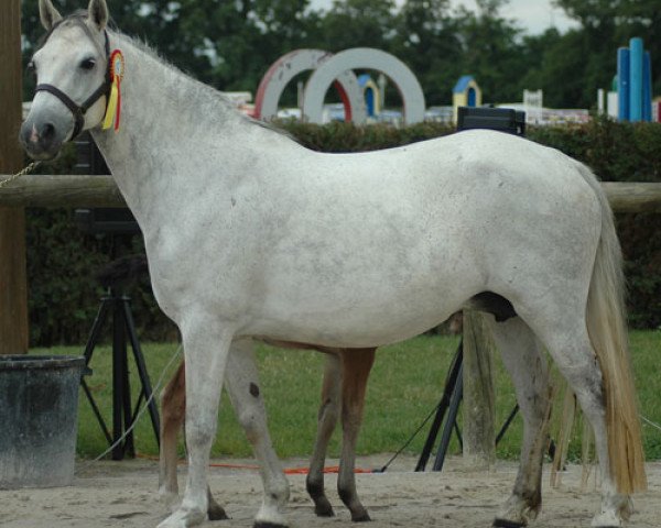 broodmare Jingle du Preuil (Connemara Pony, 1997, from Kinvara Jingle)