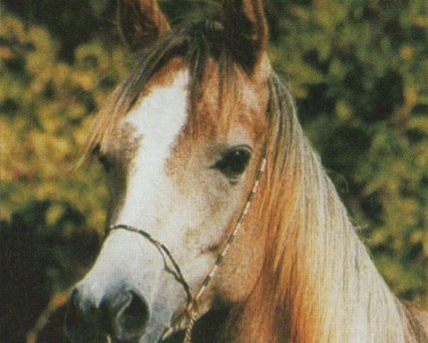 Pferd Namukah ox (Vollblutaraber, 1998, von Emiratus B EAO)