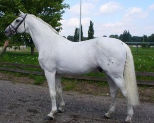 Garanhão Corrado I (Holsteiner, 1985, de Cor De La Bryere)