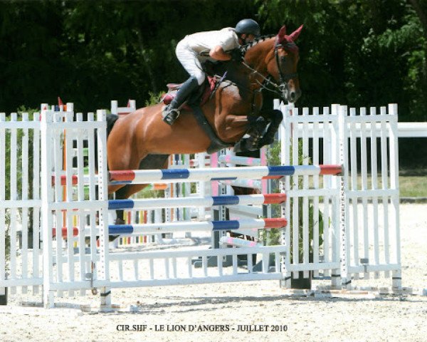 horse Quinola du Milon (KWPN (Royal Dutch Sporthorse), 2004, from Negro)