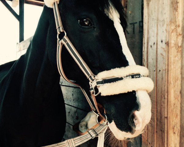 dressage horse Barnabas 29 (German Riding Pony, 2000, from Bocksbühl Blackness)