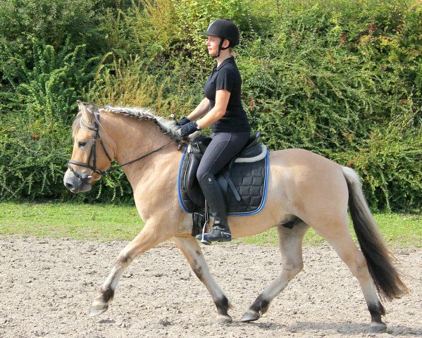 horse Kjell (Fjord Horse, 2014, from Kelvin)