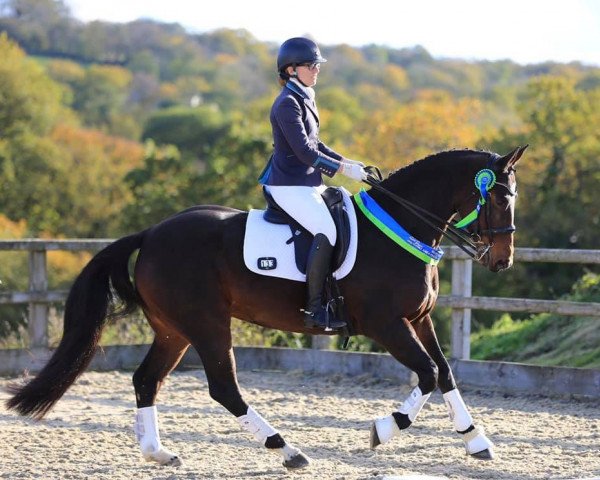 horse Northcliff Samantha (Oldenburg, 2009, from Sambertino)