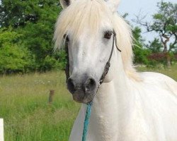 jumper Nesquick du Milon (Connemara Pony, 2001, from Feu d'Granit Pondi)