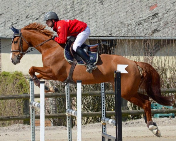 broodmare Variante du Milon (Selle Français, 2009, from Querlybet Hero)