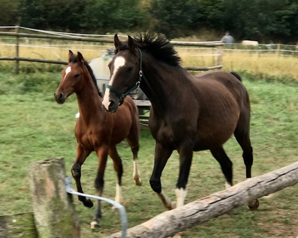 broodmare Zarina IX (Holsteiner, 2007, from Caretino) broodmare Zarina IX (Holsteiner, 2007, from Caretino)
