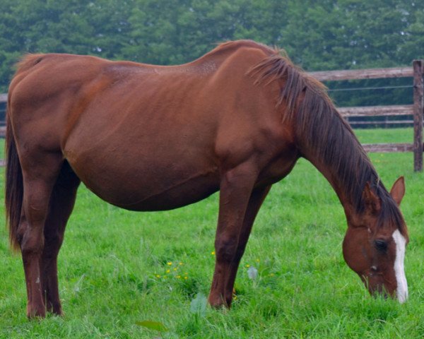 broodmare Contesse des Dunes (Selle Français, 1990, from Le Condeen)