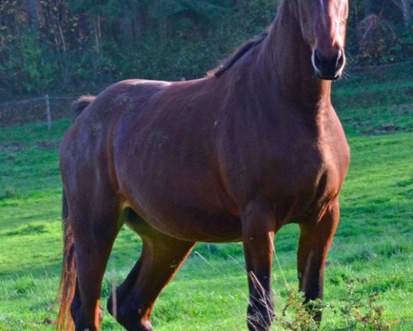 broodmare Castella du Milon (Selle Français, 2012, from Quintus)