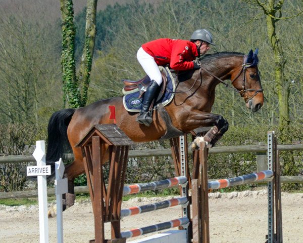 broodmare Alma du Milon (Selle Français, 2010, from Vigo d'Arsouilles)