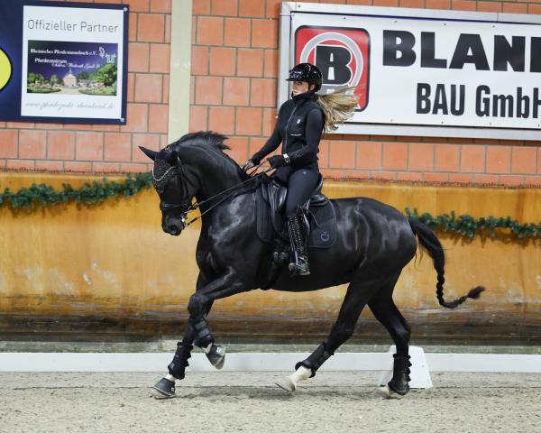 Pferd Fantastic for Dance (KWPN (Niederländisches Warmblut), 2020, von For Romance II)