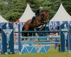 stallion Skyrock du Milon (Selle Français, 2006, from Dollar de la Pierre)