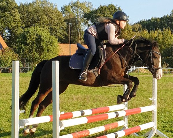 dressage horse Naseweis 28 (German Riding Pony, 2011, from Nasrim)