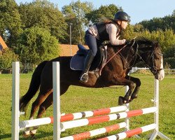 Dressurpferd Naseweis 28 (Deutsches Reitpony, 2011, von Nasrim)