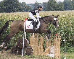 jumper Dainy (German Riding Pony, 2006, from Contendro I)