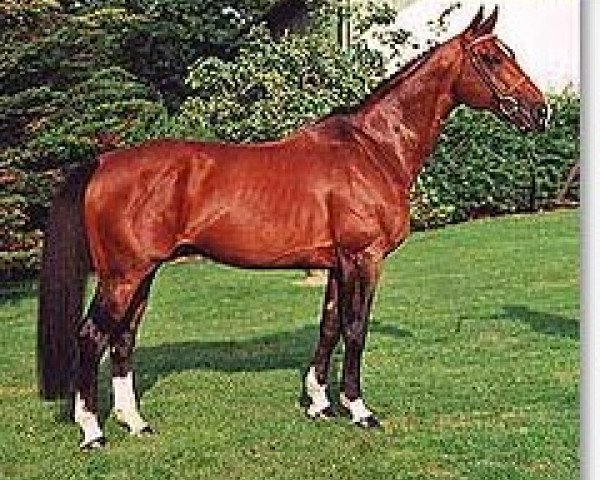 stallion Barabbas du Ter (Selle Français, 1989, from Alme)