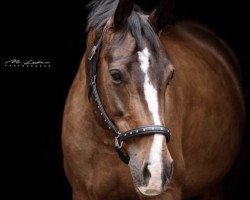 jumper Sissifee (Hanoverian, 2008, from Stedinger)
