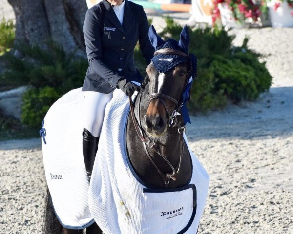 Springpferd Jersey (KWPN (Niederländisches Warmblut), 2014, von Brainpower)