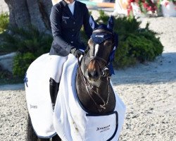 jumper Jersey (KWPN (Royal Dutch Sporthorse), 2014, from Brainpower)