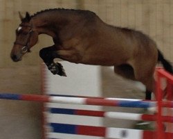 horse Eltonn de Fetan (Selle Français, 2014, from Vigo d'Arsouilles)
