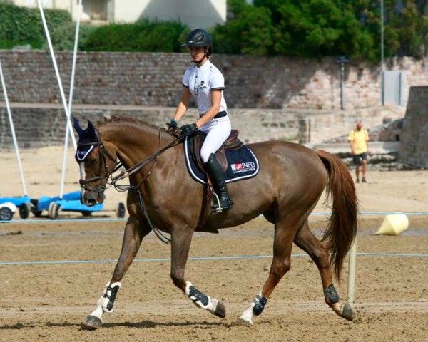 jumper Pilgrim de Fétan (Selle Français, 2003, from Elan de la Cour)