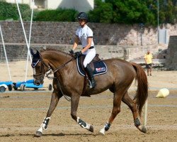 Cavallo da salto Pilgrim de Fétan (Selle Français, 2003, di Elan de la Cour)