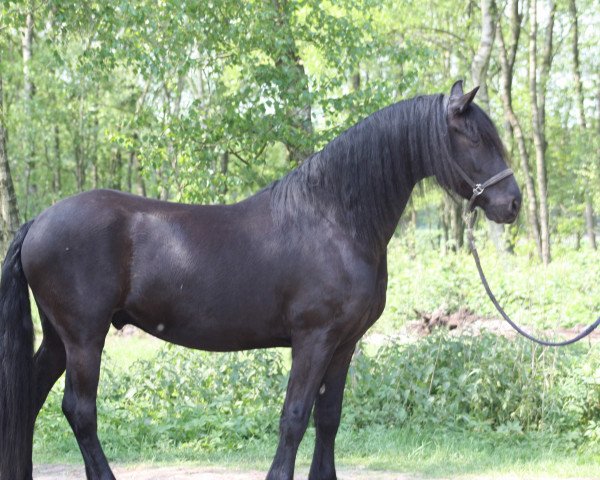 horse Drys vom Rübenholz (Friese, 2009, from Ludse 305)
