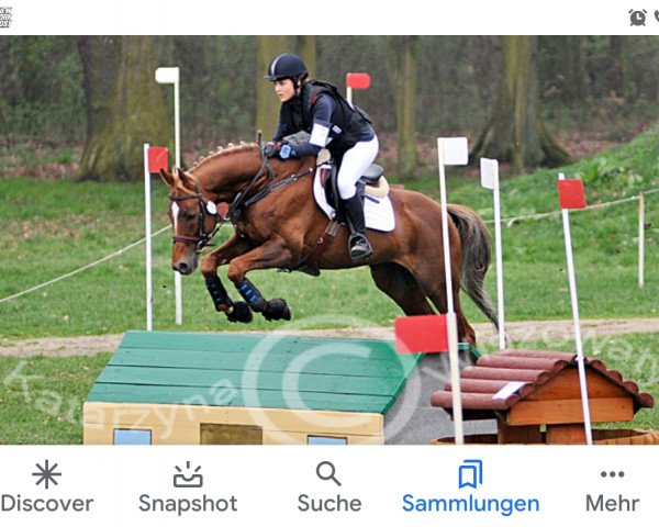 stallion Irches (Little-Poland (malopolska), 2005, from Chef Supreme xx)