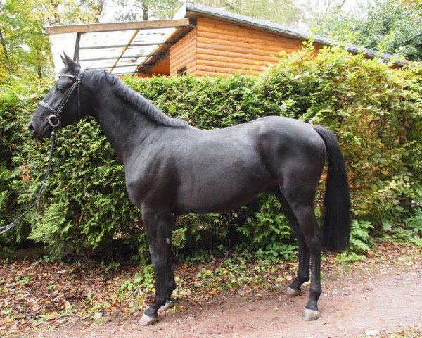 Springpferd I´m Black Opium (Holsteiner, 2018, von I'm Special de Muze)