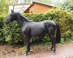 jumper I´m Black Opium (Holsteiner, 2018, from I'm Special de Muze)