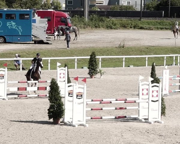 Pferdesporttage Bülach 2021