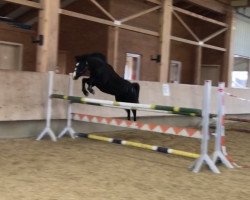 jumper Diavolina del Destino (Welsh-Pony (Section B), 2012, from Hogeland's Nandor)