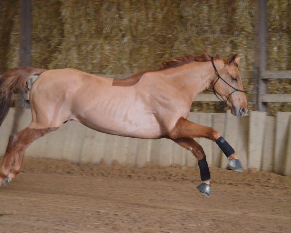 Springpferd Baxter de Breve (Selle Français, 2011, von Lamm de Fétan)