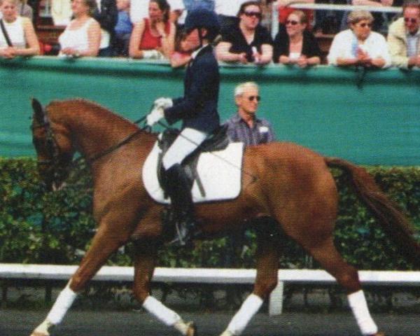 Stallion Spirit 127 (German Riding Pony, 2003, from Special Dream TCF)