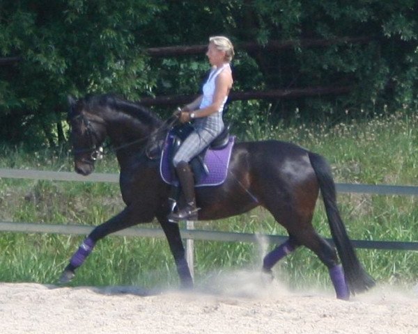 Fattrice Petite Noire 6 (Westfale, 2002, di Pik Labionics)