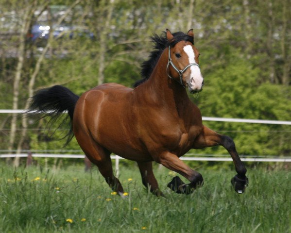 horse Leonardo mio (Westphalian, 2008, from Lugato)