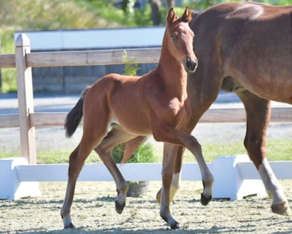horse Glamour-Girl (Oldenburg, 2020, from Glamourdale)