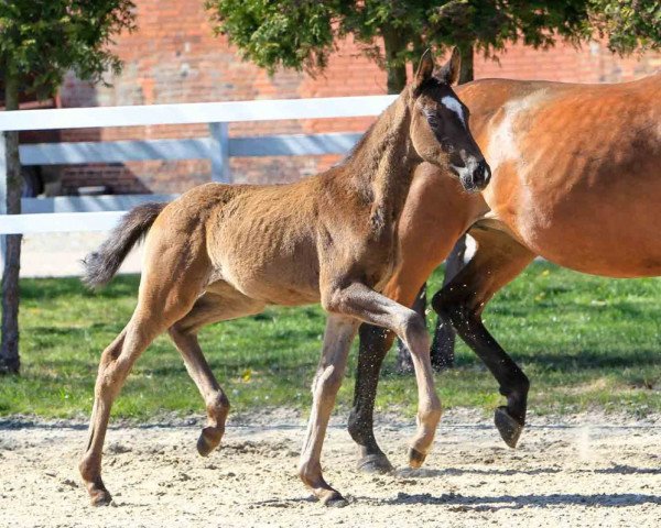 horse So on fire (Hanoverian, 2020, from So Unique)