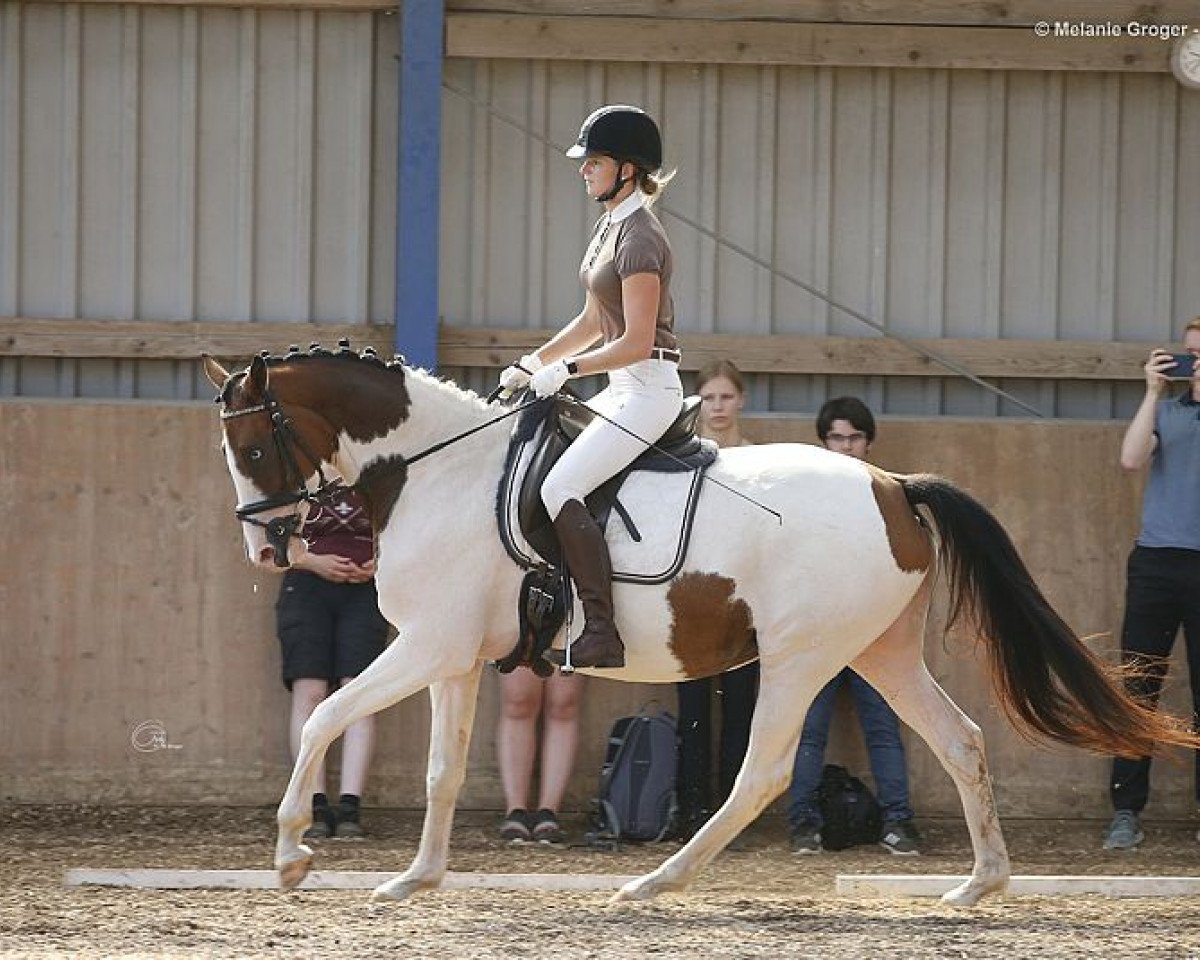Zuchtstute Camar Donna Diva (Trakehner, 2015, von Gabun)