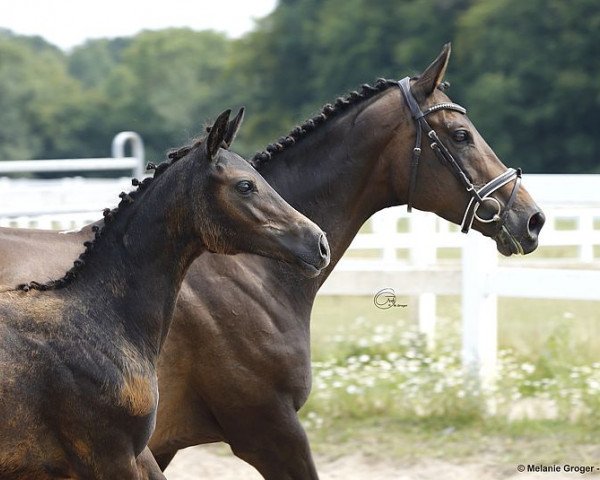 broodmare Camar Cadence (Anglo-Arabs, 2020, from Arian Shah ox)