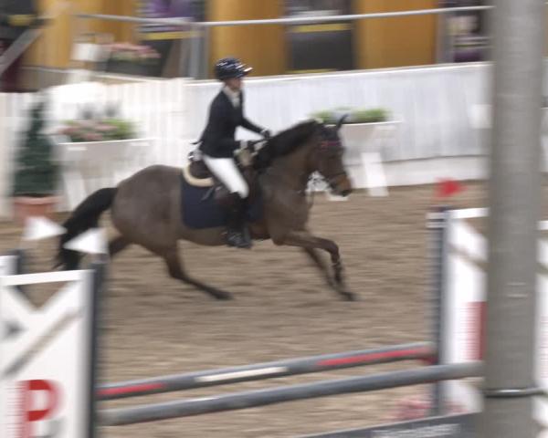 Reitturnier Verden 2026