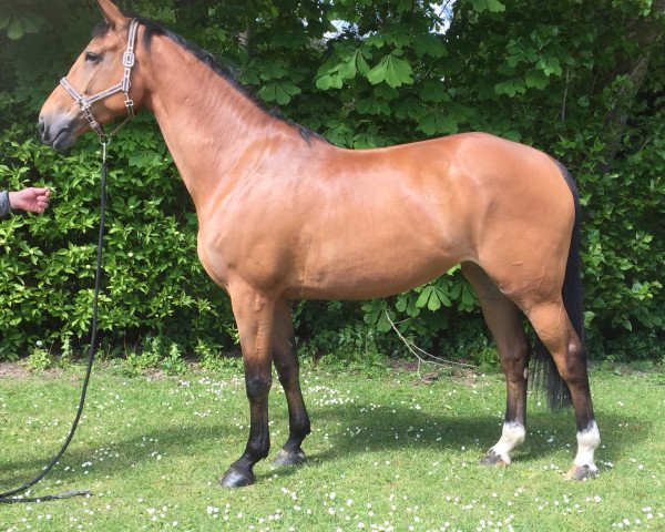 Zuchtstute Queen Hertha (Holsteiner, 2015, von Baloubet du Rouet)