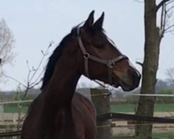 horse Fairytale (Westphalian, 2014, from Farbenspiel)