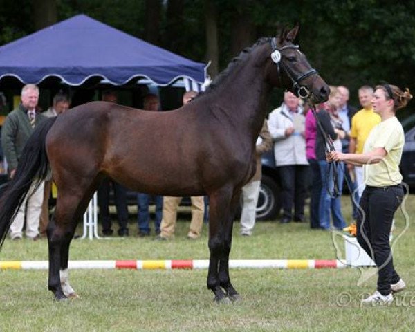 broodmare Spice Girl Tr (German Riding Pony, 2010, from Nemax)