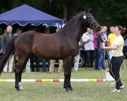 Zuchtstute Spice Girl Tr (Deutsches Reitpony, 2010, von Nemax)