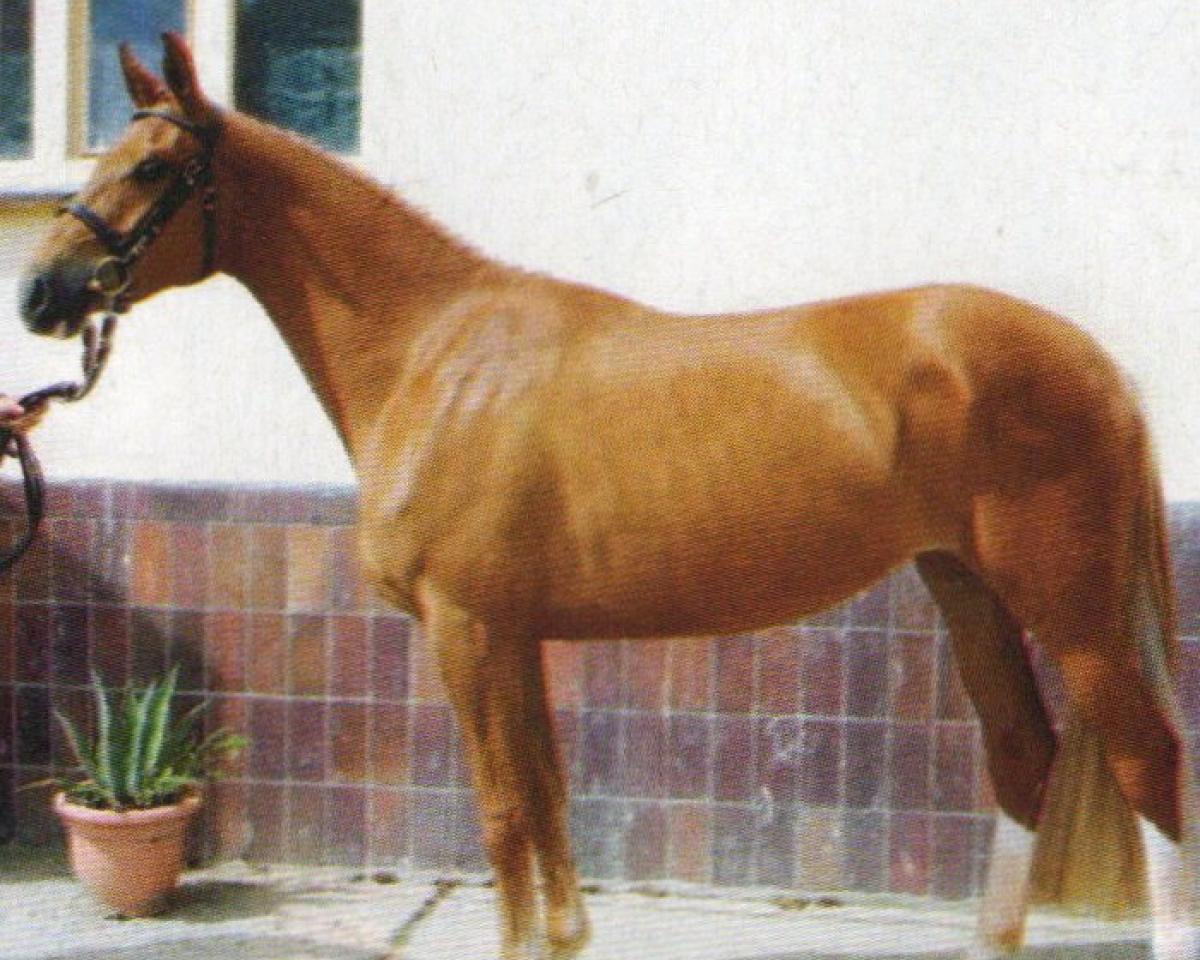 Dressage horse Dolina S (Mecklenburger, 2005, from Dream of Heidelberg II)